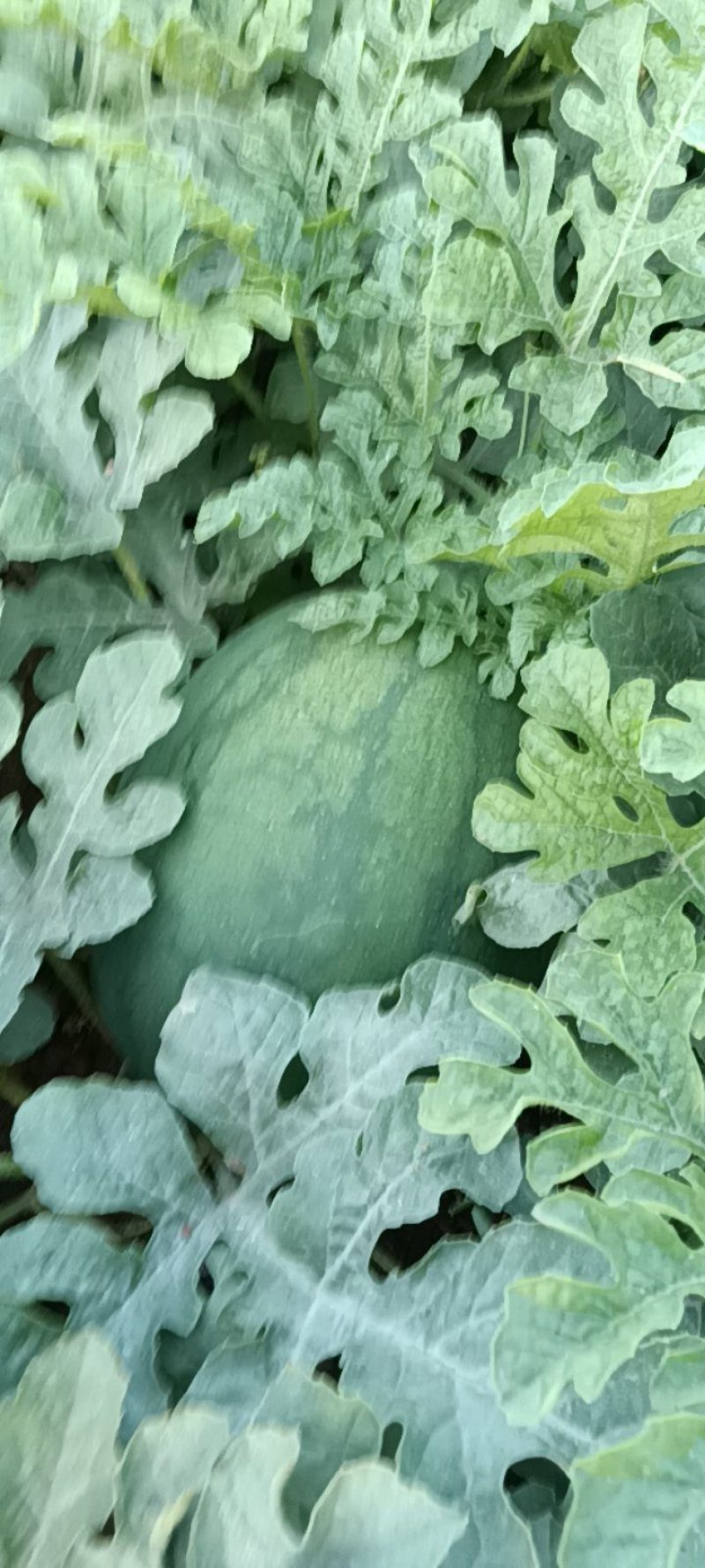 龙卷风西瓜