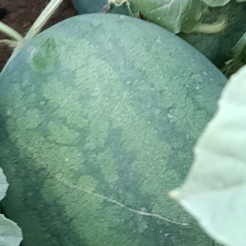 龙卷风西瓜