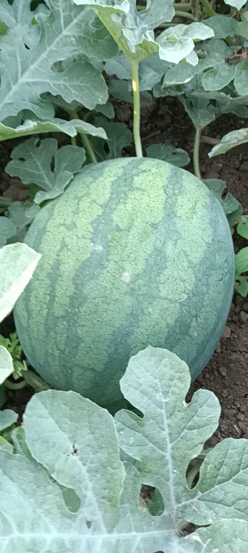 龙卷风西瓜