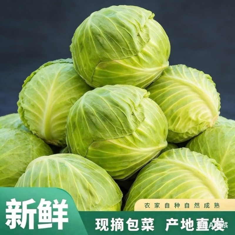 山东莘县甘蓝大量上市紧实翠绿耐放整车批发
