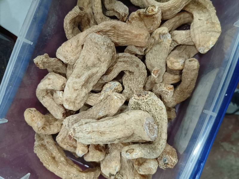 无硫天麻片个子河南伏牛山林下仿野生天麻产地供应