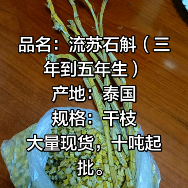 流苏石斛，大量常年供应。