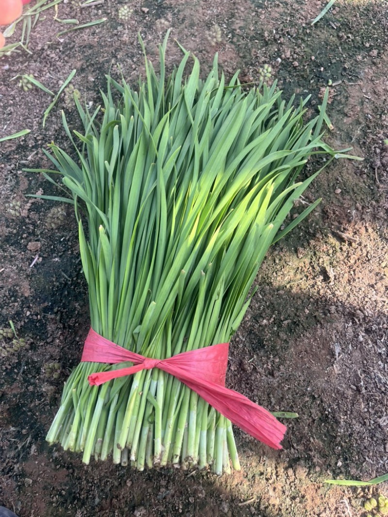 河北临漳韭菜大量供应