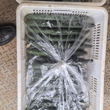 干花密刺黄瓜