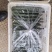 干花密刺黄瓜