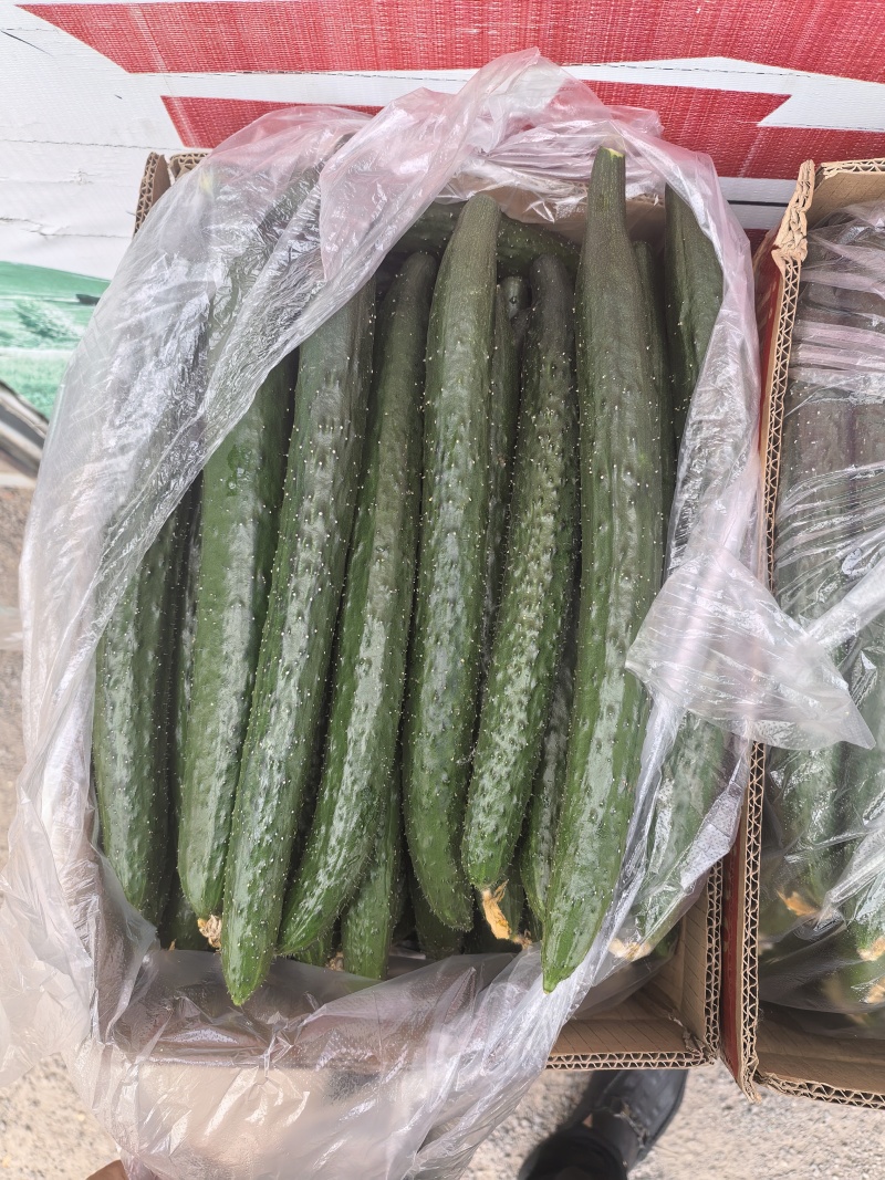 干花密刺黄瓜