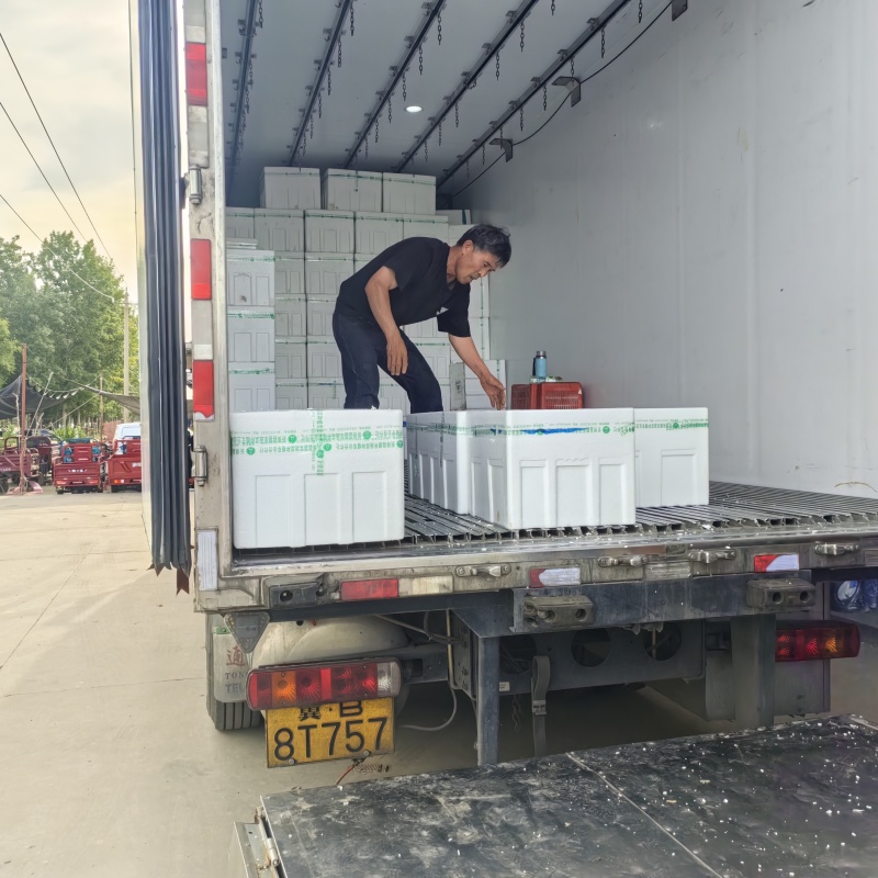 密刺油亮黄瓜大量上市专业代办全国发货可视频看