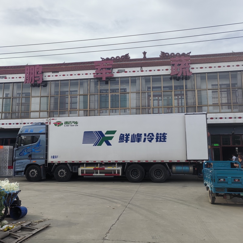 密刺油亮黄瓜大量上市专业代办全国发货可视频看