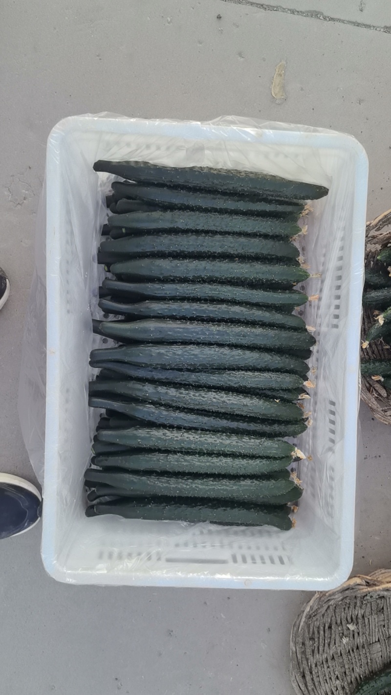 干花密刺黄瓜