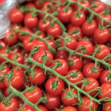 串串樱桃番茄🍅Saopolo无土栽培基地直发，长年供应
