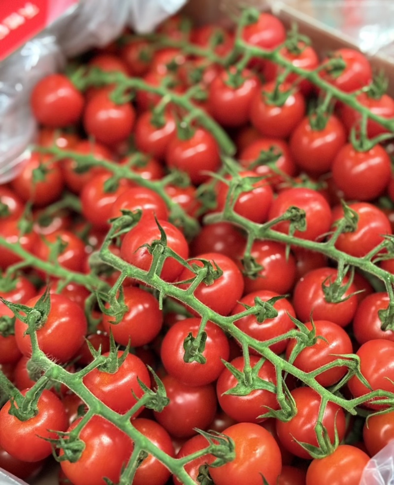 串串樱桃番茄🍅Saopolo无土栽培基地直发，长年供应