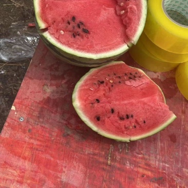 麒麟瓜