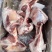 带肉牛棒骨前棒骨