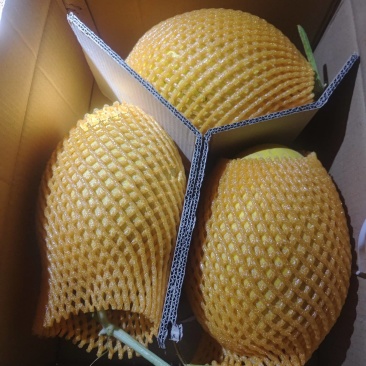 精品哈密瓜金色年华晓蜜25号大量有货