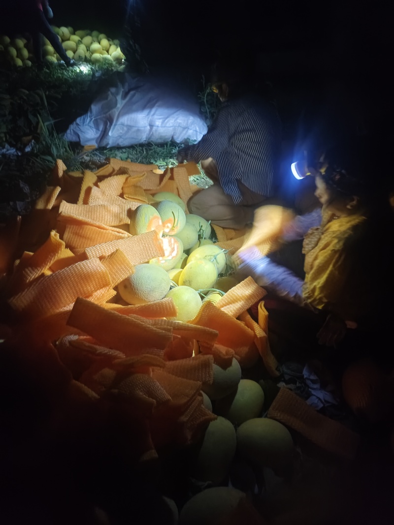精品哈密瓜金色年华晓蜜25号大量有货