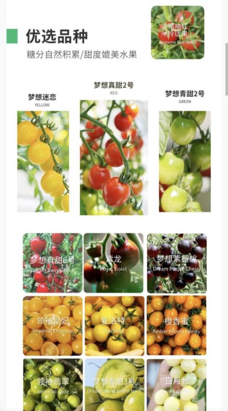 崇明本地生态紫樱桃100斤起售