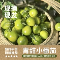 崇明生态青甜小番茄100斤起售