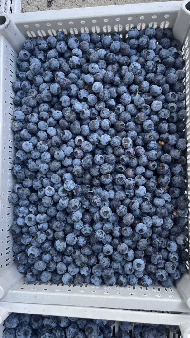 露天公爵蓝莓莱克西薄雾F-6德瑞博蓝莓，大量上市