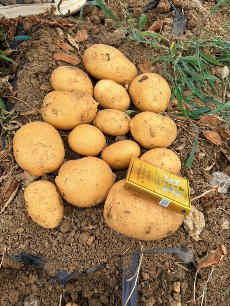 希森6号黄皮黄心产地直发质量保证工厂可用