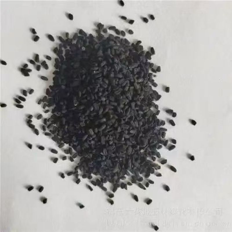 长春花种子天天开花期长多年生花海庭院室内阳台盆栽花卉花草