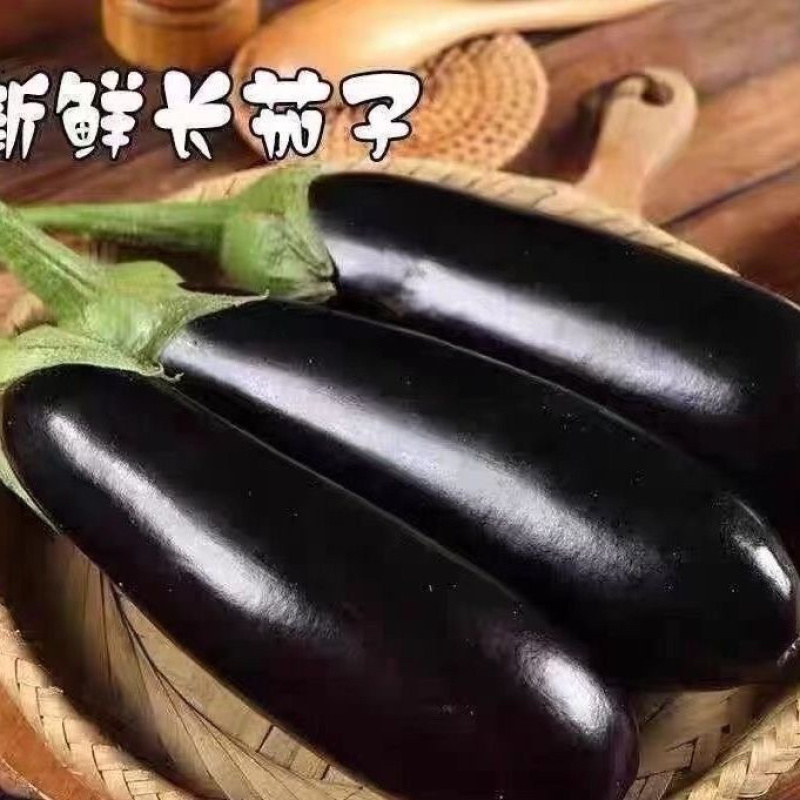 山东莘县长茄源头直供当天采摘中国蔬菜**县