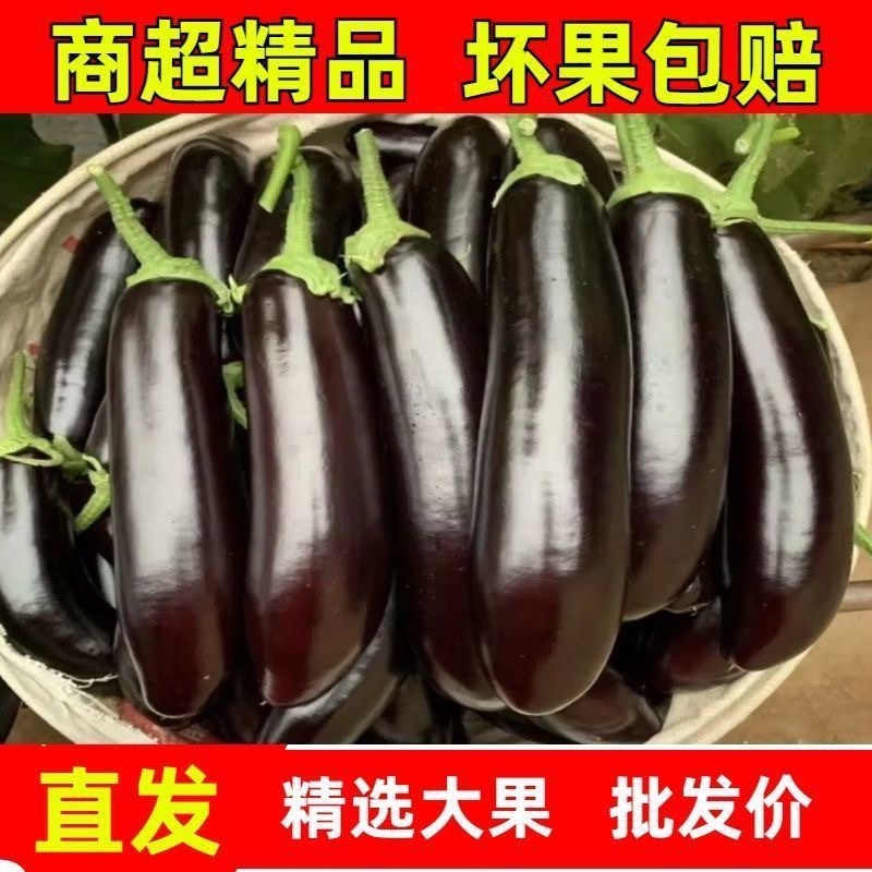 山东莘县长茄源头直供当天采摘中国蔬菜**县