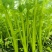 山东香芹源头直供当天采摘中国蔬菜**县