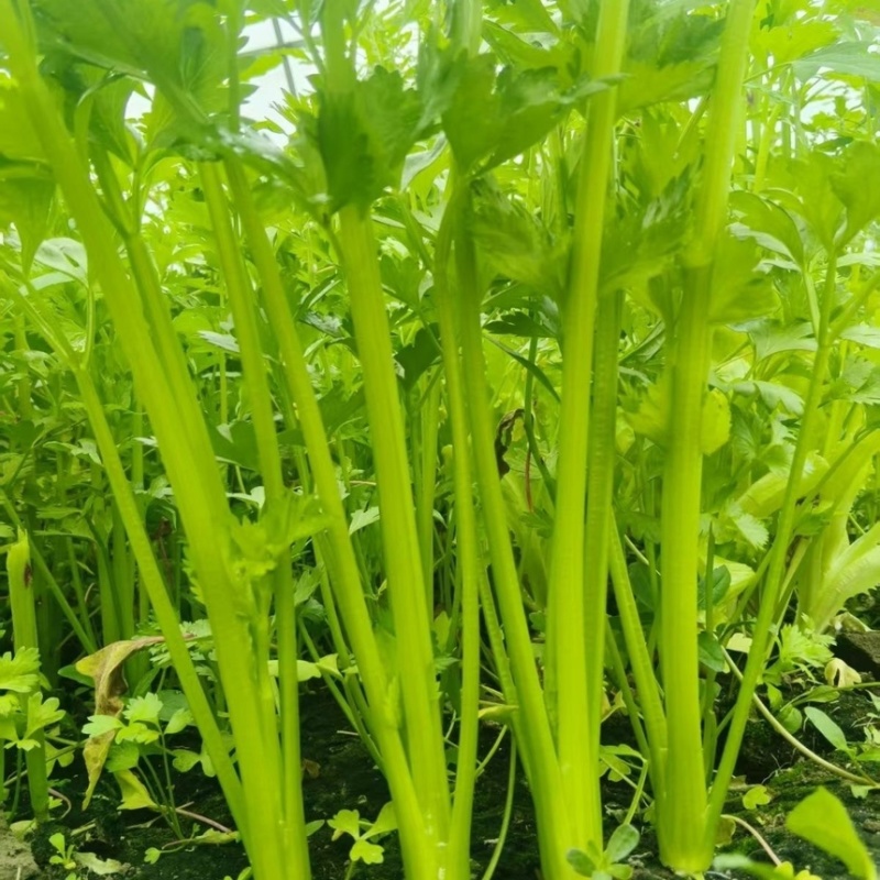 山东香芹源头直供当天采摘中国蔬菜**县