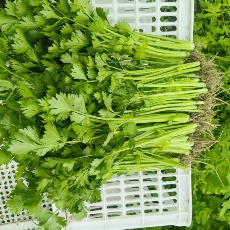 山东香芹源头直供当天采摘中国蔬菜**县