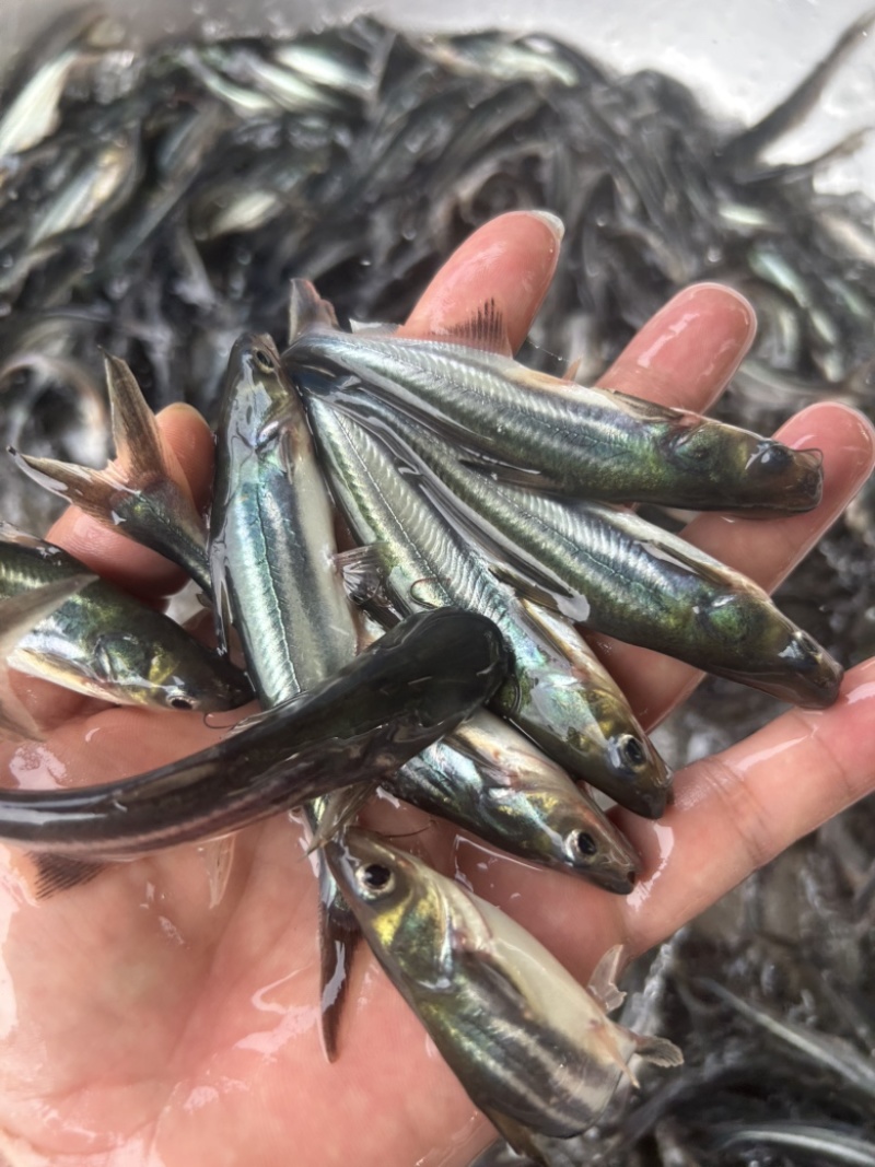 巴沙鱼苗