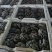 精品鲜平菇河北沽源产地直供肉厚滑嫩菌香浓郁
