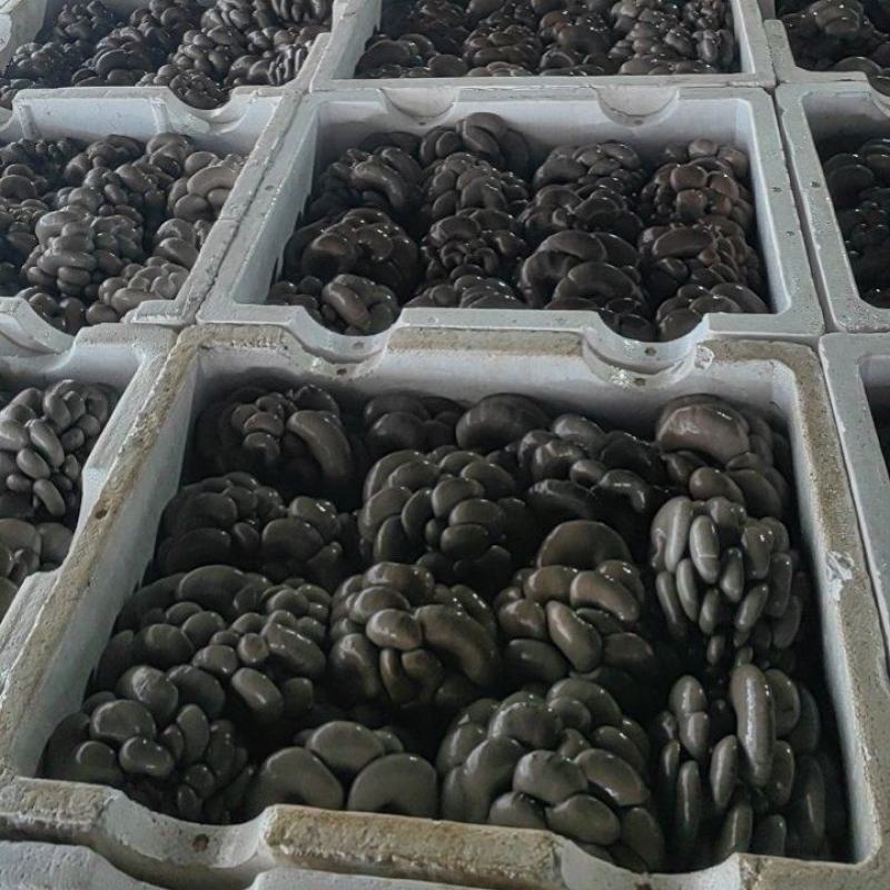 精品鲜平菇河北沽源产地直供肉厚滑嫩菌香浓郁