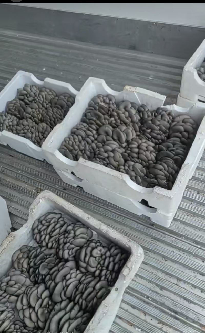 精品鲜平菇河北沽源产地直供肉厚滑嫩菌香浓郁