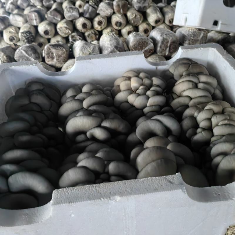 精品鲜平菇河北沽源产地直供肉厚滑嫩菌香浓郁