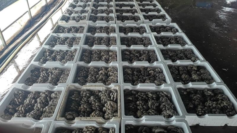 精品鲜平菇河北沽源产地直供肉厚滑嫩菌香浓郁