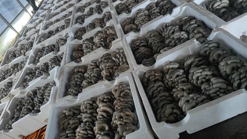 精品鲜平菇河北沽源产地直供肉厚滑嫩菌香浓郁