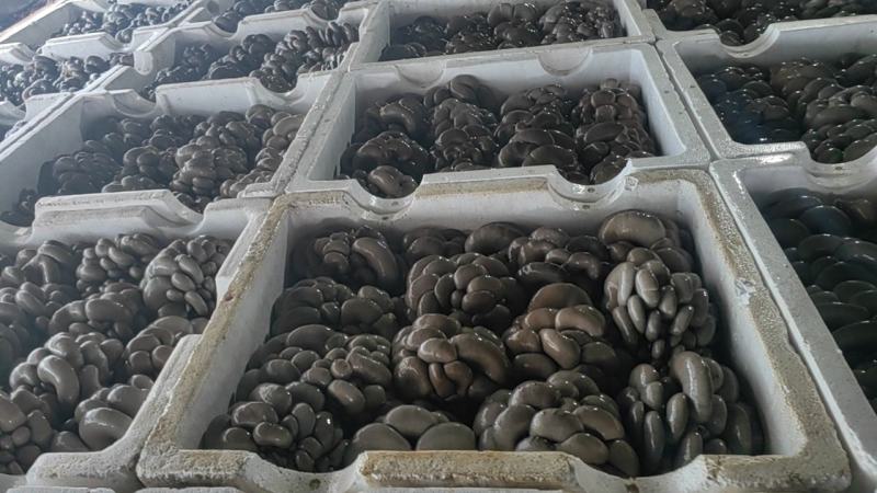 精品鲜平菇河北沽源产地直供肉厚滑嫩菌香浓郁