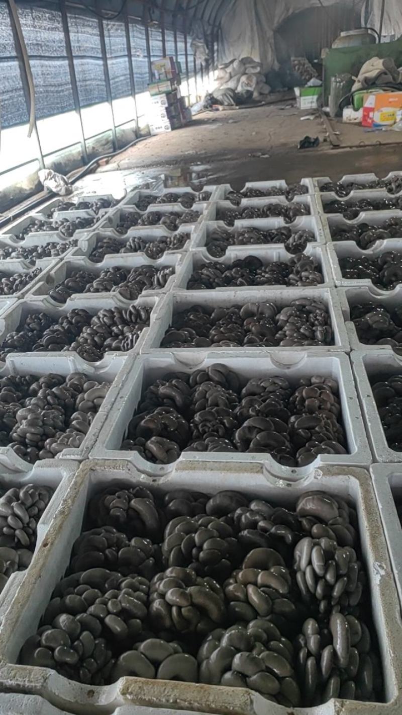 精品鲜平菇河北沽源产地直供肉厚滑嫩菌香浓郁