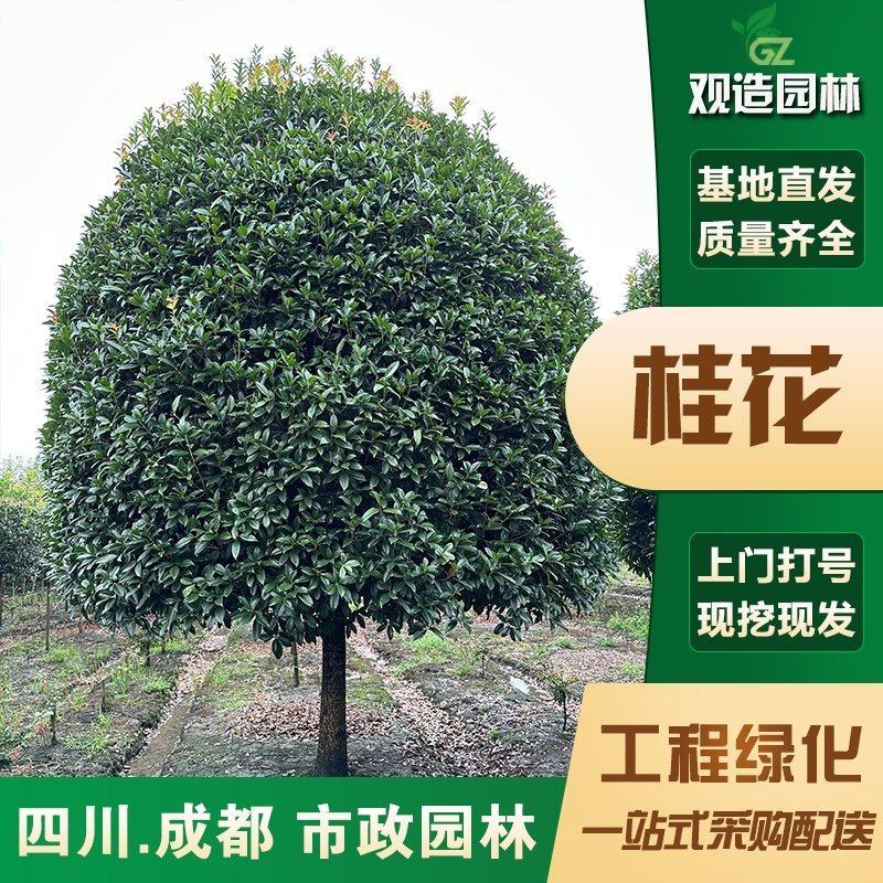 桂花树四川园林绿化八月黄金桂血桂丹桂四季桂花树桂花树大