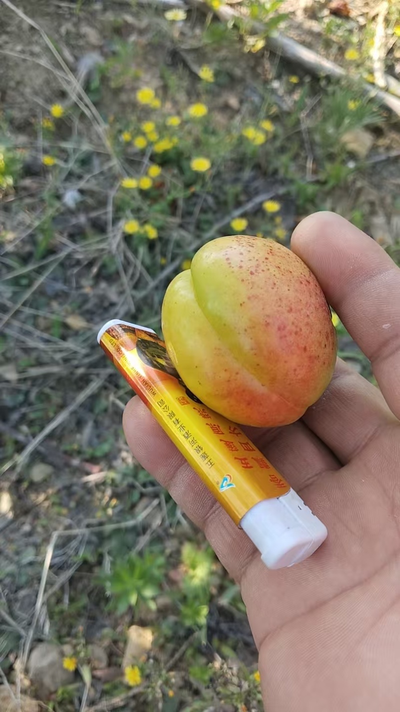 山东芒果油杏基地直发对接商超团购一条龙服务量大从优