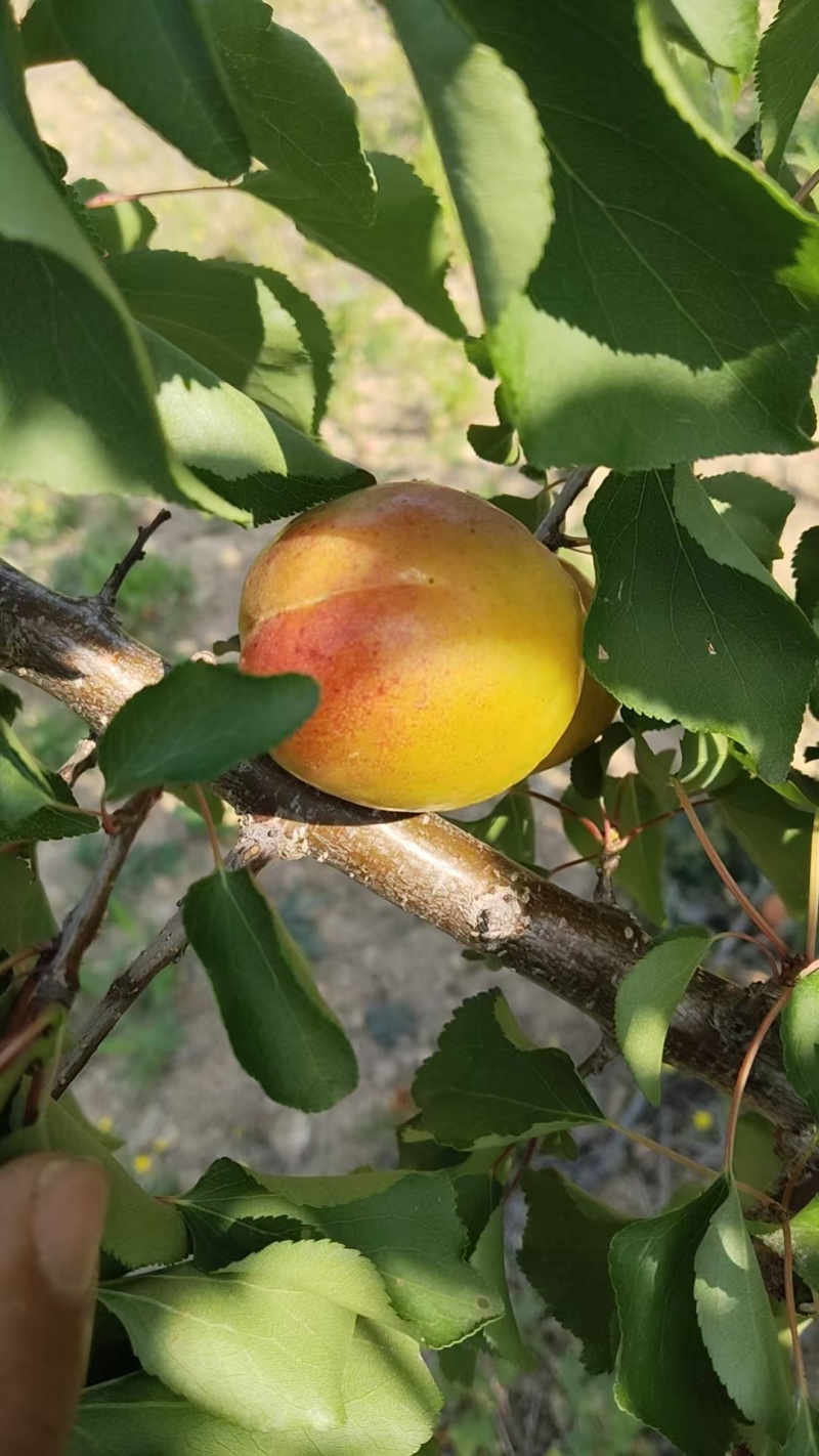 山东芒果油杏基地直发对接商超团购一条龙服务量大从优