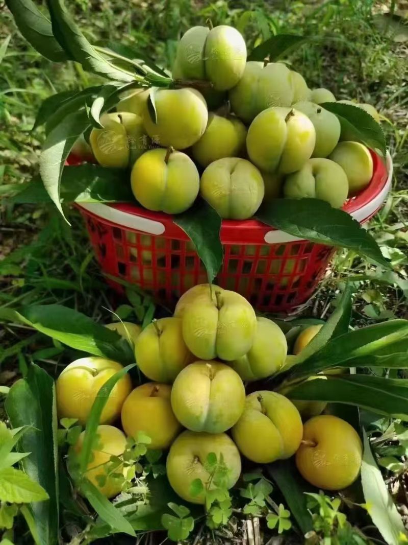 六马正宗蜂糖李