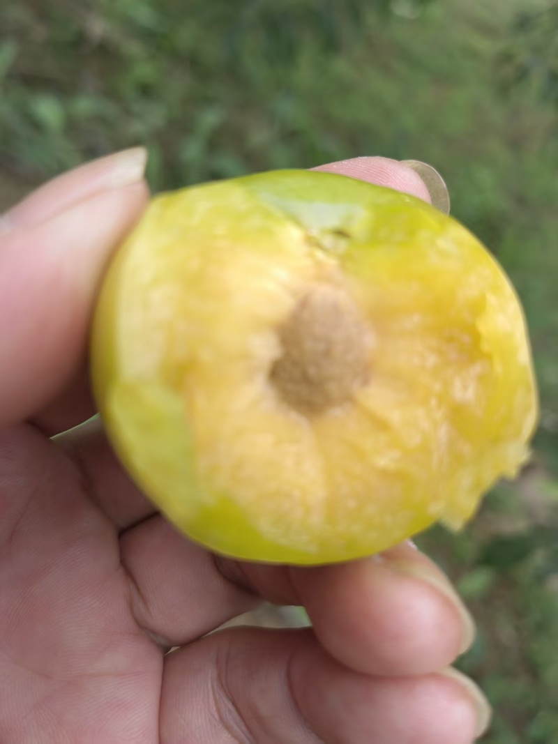 六马正宗蜂糖李