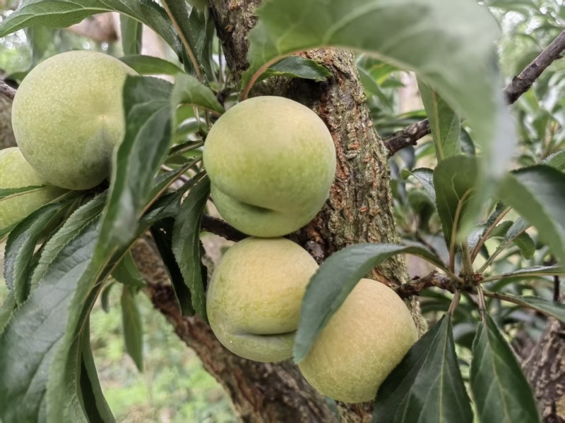 六马正宗蜂糖李