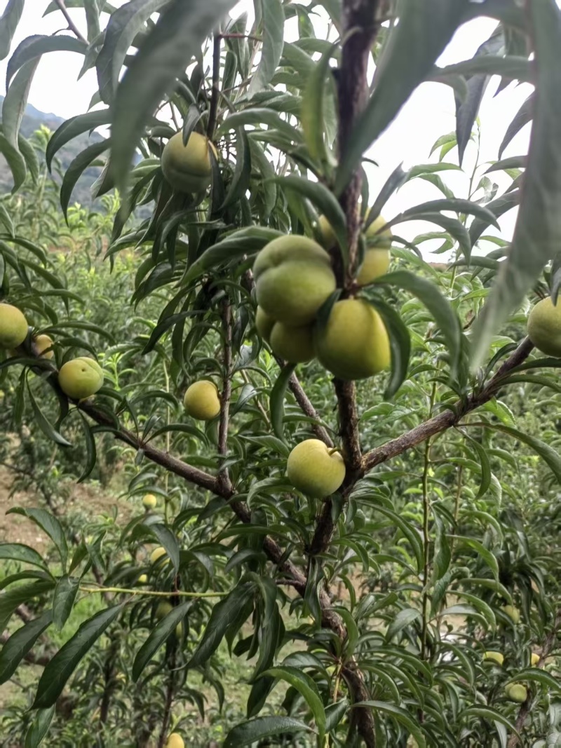 六马正宗蜂糖李