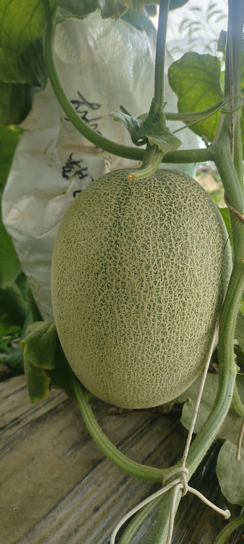 晓蜜25哈密瓜上货量大一手货源品质保证