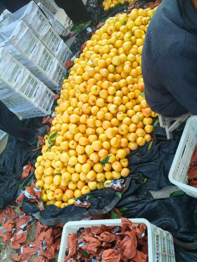 套袋黄油桃大量供应品质优基地直供可视频看货欢迎咨询