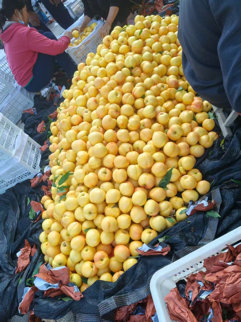 套袋黄油桃大量供应品质优基地直供可视频看货欢迎咨询