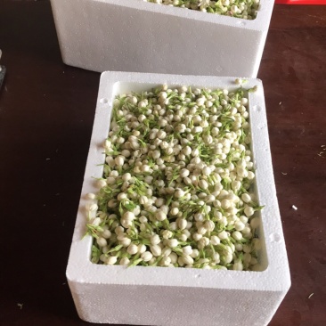 新鲜采摘茉莉鲜花苞顺丰发货