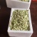 新鲜采摘茉莉鲜花苞顺丰发货